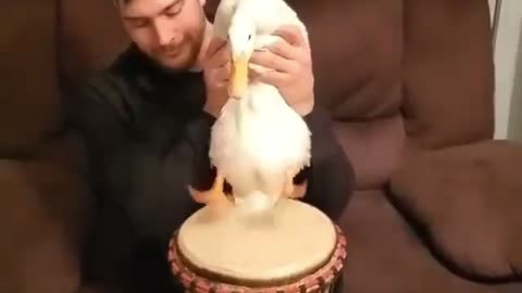 duck playing bongo