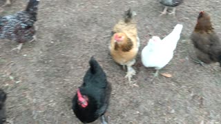 ASMR Goats and Chickens in the yard