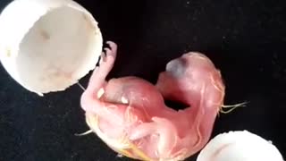 Baby Cockatiel Hatching