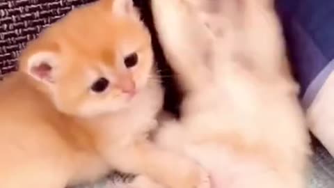 Cute funny kitten video