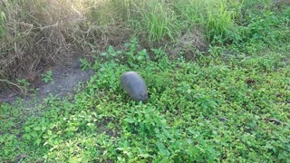 Nine-banded armadillo feeding in Florida park