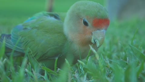 a parrot bird eating