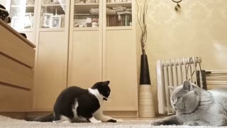 funny game of cats