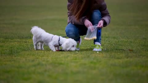 Puppy running for toy and return to owner. Cute funny Maltese dog