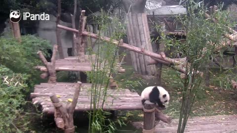 Clingy baby panda refuses to let go of favorite keeper's leg