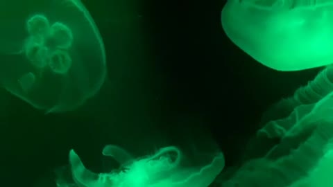 Illuminated Jelly Fish in Water Tank