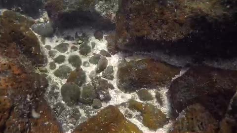 Galapagos Sea Lion Steals GoPro