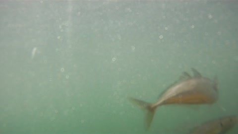 Great White Shark Nearly Ruins Cage Diving Experience