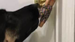 Innovative Puppy Tries To Use Action Figure To Open Door