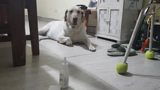 Dog cleaning