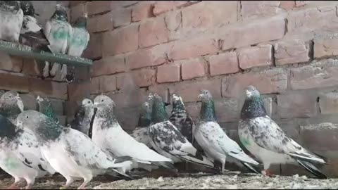 Jathiya pigeon beautiful breeder pair