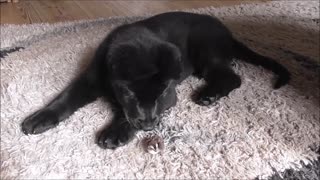 Puppy meets quail chicks, instantly falls in love