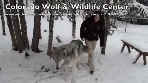 The heartwarming moment Kekoa the giant timber wolf plays with a wildlife worker