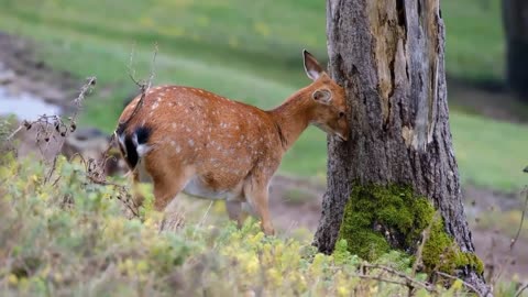 Beautiful Little Deer