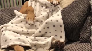 Cute dog falls asleep on squirrel watch