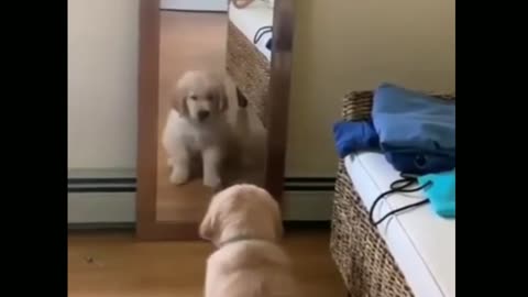 Puppy completely baffled by his mirror reflection