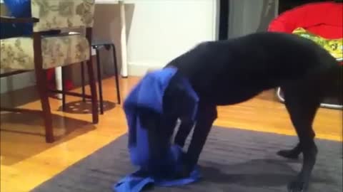 Excited dog is stuck in a blanket