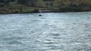 Bull Moose Floats Down Kenai River after Momma and Calf