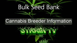 Bulk Seed Bank Part 2 - Cannabis Strain Series - STRAIN TV
