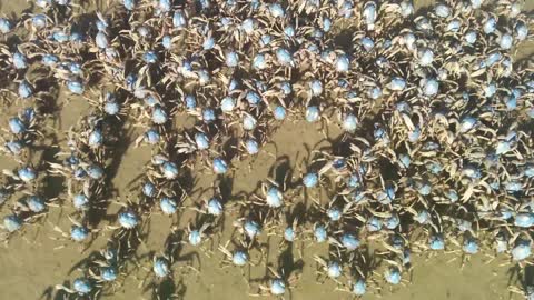 Crowd of Blue Soldier Crabs in Australia