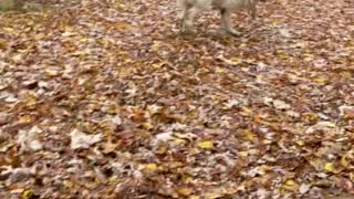 Polar bear and a leaf blower