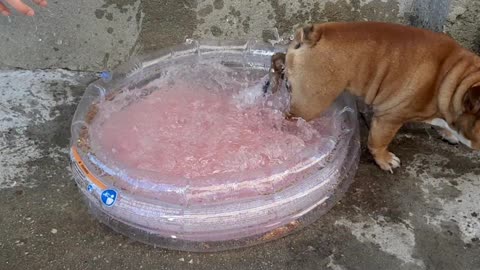 These English Bulldogs Hated The Pool