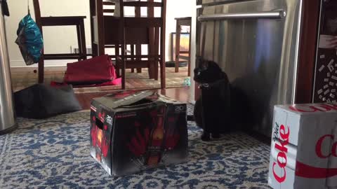 Cat in the box scares dog