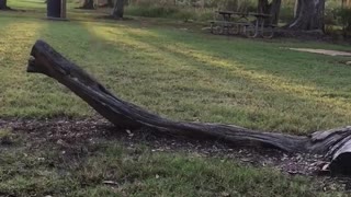 Guy green sweater slips on tree trunk on floor