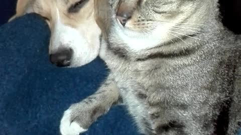 Dog and cat buddies