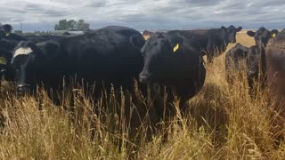 Fun on the Farm - Neighbors stop by for a moovie