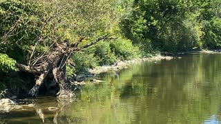 Great Blue Heron humber River