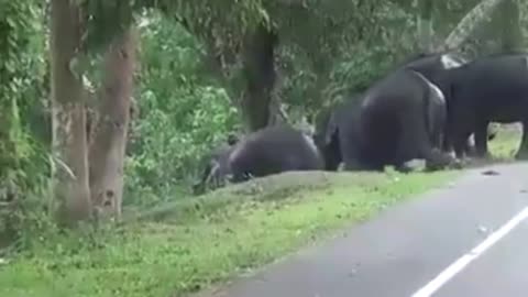 Cute 🐘🐘Elephants Cross road