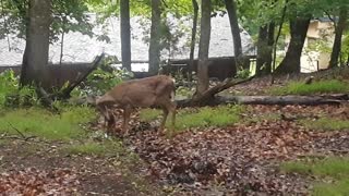 Doe and 2 Day Old Fawn