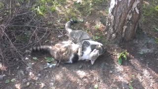 ULTIMATE CAT FIGHTS