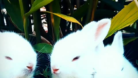 Hop into Happiness with this Playful and Punny Bunny