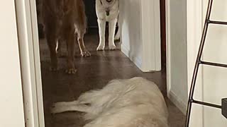 Golden Retriever Becomes Hallway Speed Bump