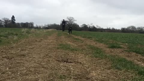 Dog runs right into camera in slow motion