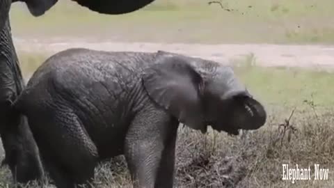 An Elephant Small Trying To Stand up Hard And He's Falling On The Ground.