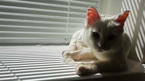 Cat Wake Up Early To Clean Itself In Sunny Spot Window