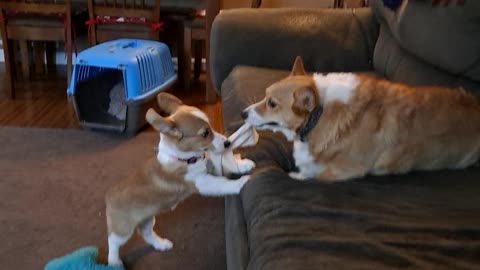 Corgis met his match