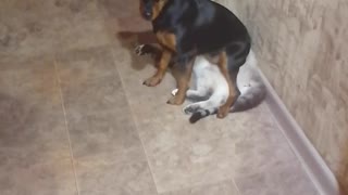 Dog Decided to Sit on the Cat