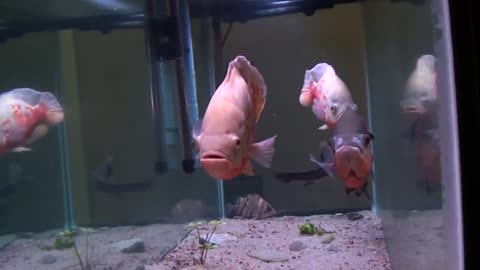 Three big oscar fish
