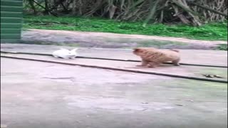 Cute, bunny playing with little dog