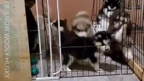 Huskies Puppies 🐕🐕❤ Cuteness Overload!!