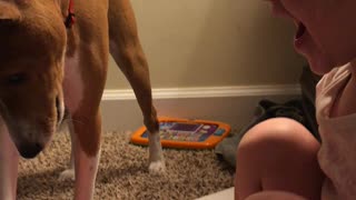 Loki The Basenji Yodeling with Raegan