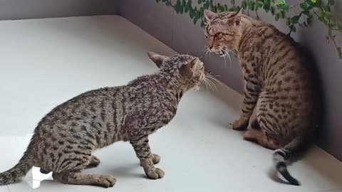 Cat Fight, cat