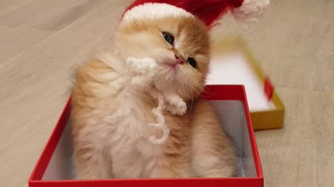 Adorable Kitten Pops out of Present