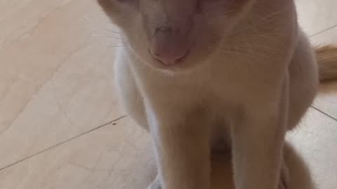 Cute white cat reaction video