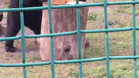 Bears in the zoo lunch