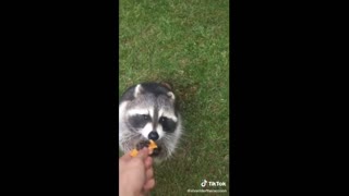 🤗Cute pets Raccoon eating walnuts